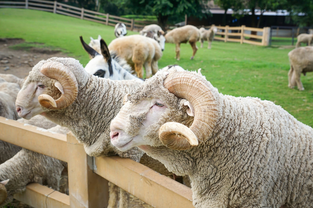 Australian Merino Wool, The benifits