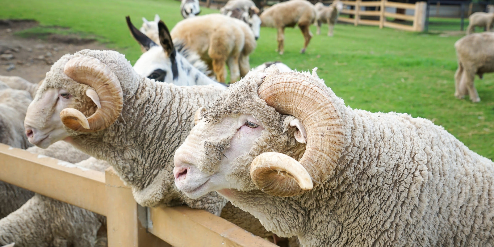 Australian Merino Wool, The benifits